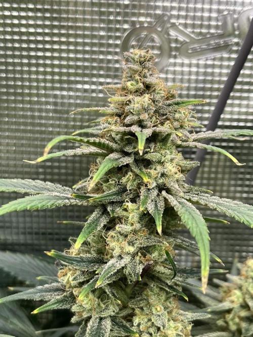 Mimosa x Orange Punch. Week 15