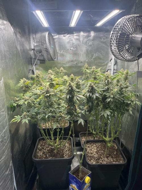 Mimosa x Orange Punch. Week 15