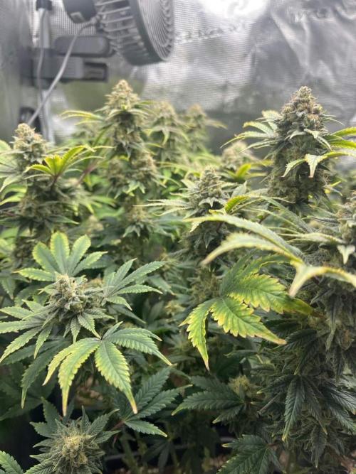 Mimosa x Orange Punch. Week 15