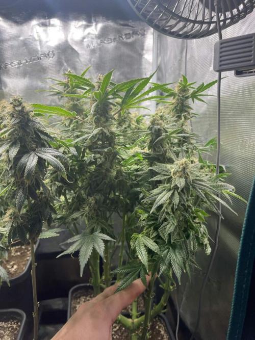 Mimosa x Orange Punch. Week 15