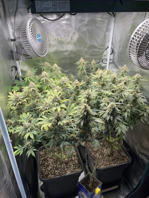 Grow Tent 70x70x160cm (2.3'x2.3'x5.3'). Week 15