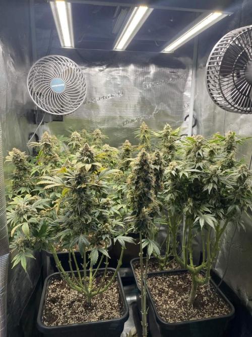 Mimosa x Orange Punch. Week 16