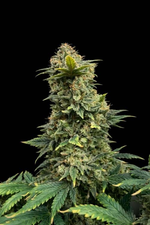 Mimosa x Orange Punch. Week 16