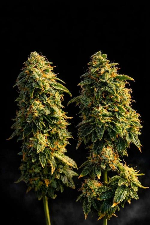Mimosa x Orange Punch. Week 16