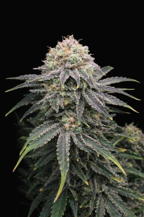 Mimosa x Orange Punch. Week 16