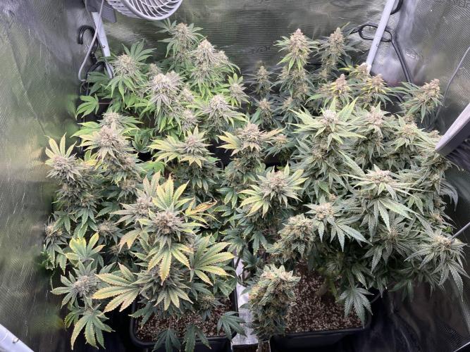 Mimosa x Orange Punch. Week 16