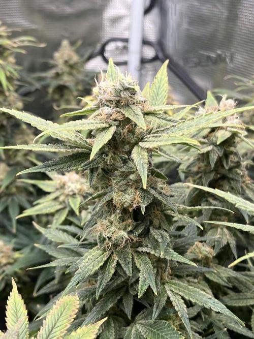 Mimosa x Orange Punch. Week 16