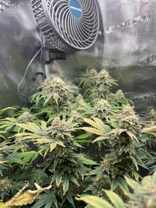 Mimosa x Orange Punch. Week 16