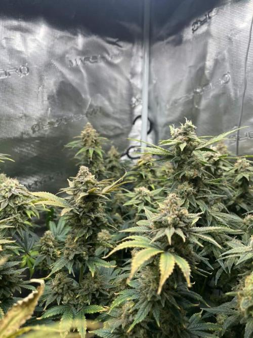 Mimosa x Orange Punch. Week 16