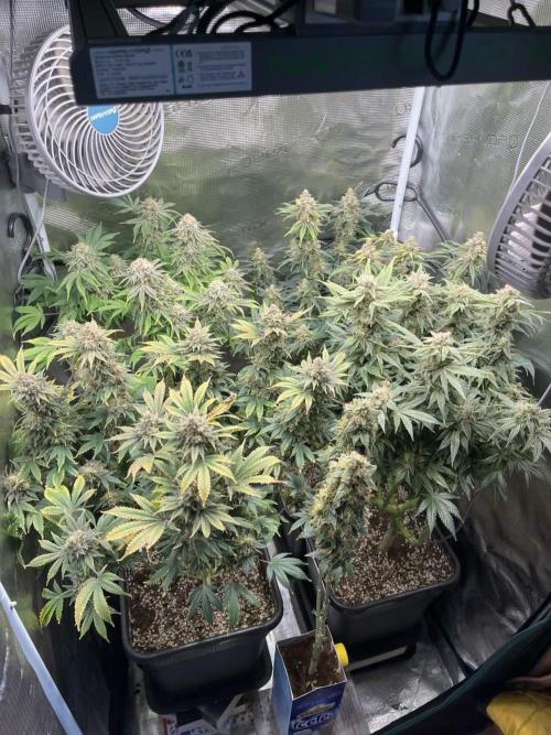 Grow Tent 70x70x160cm (2.3'x2.3'x5.3'). Week 16