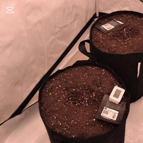 Anubis ( Z UP FastBuds)