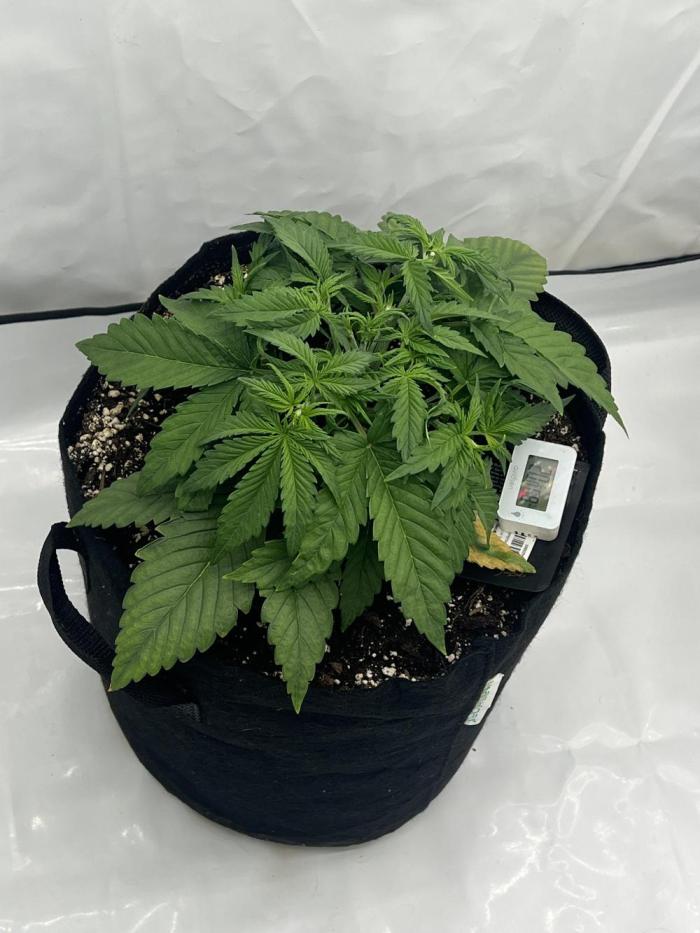 Anubis ( Z UP FastBuds). Week 4