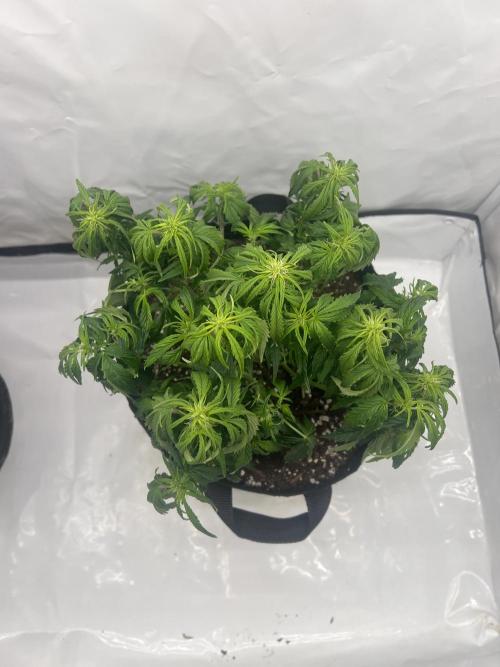 Anubis ( Z UP FastBuds). Week 5