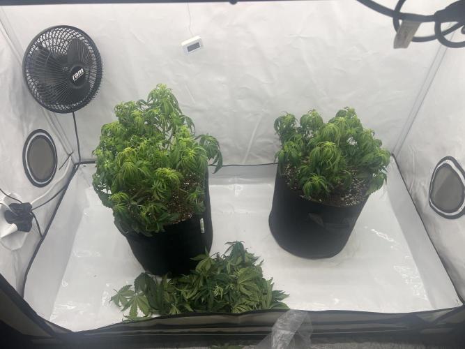 Anubis ( Z UP FastBuds). Week 5