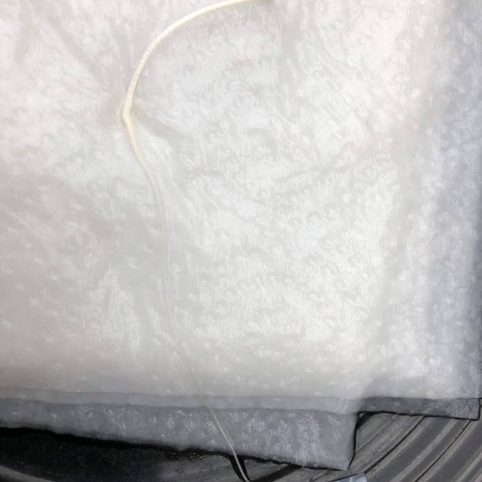 Two Mutts. Week 1 - Biggest tapRoot in history 