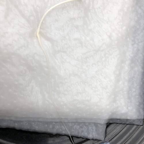 Two Mutts. Week 2 - Biggest tapRoot in history 