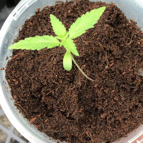 Two Mutts. Week 2 - Cranking. 