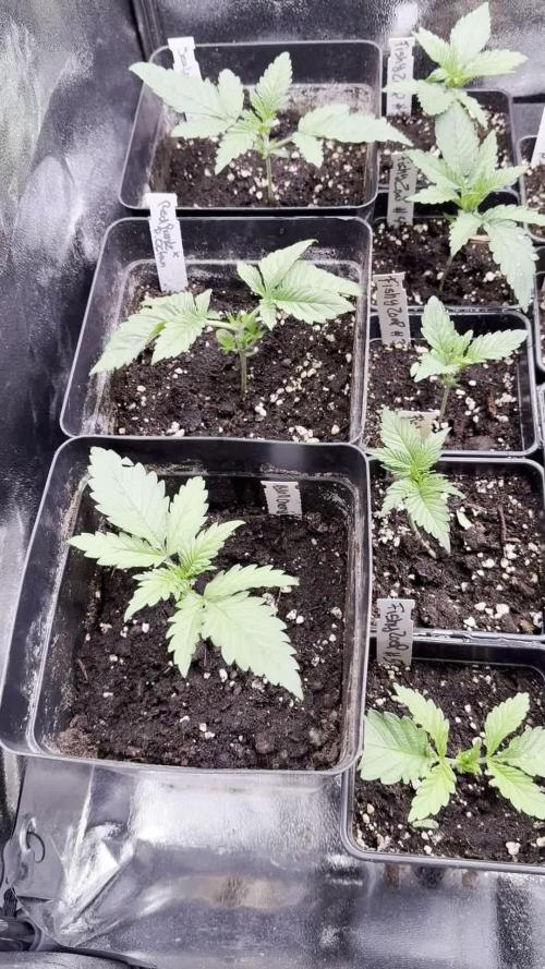 SeedTest für Reales 2026 +  UVM