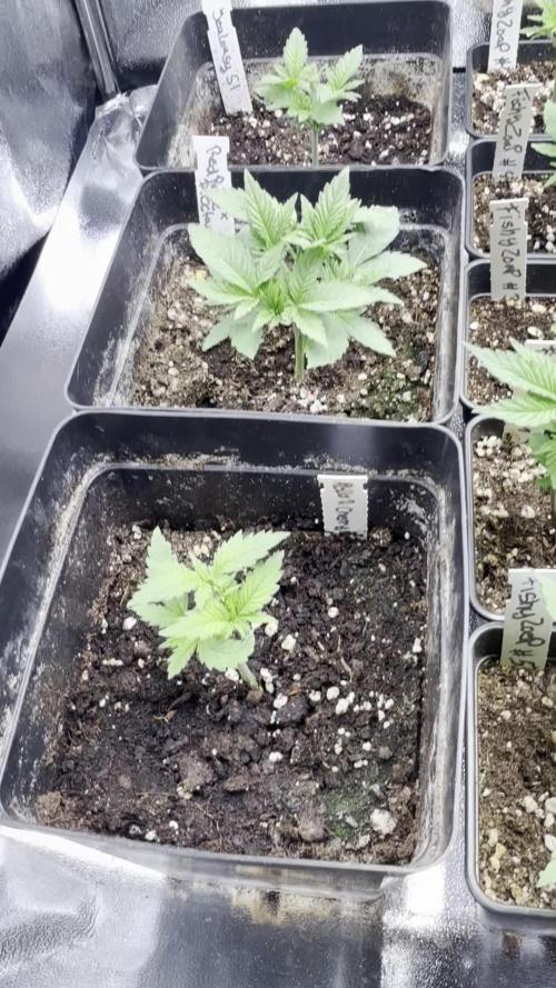 SeedTest für Reales 2026 +  UVM