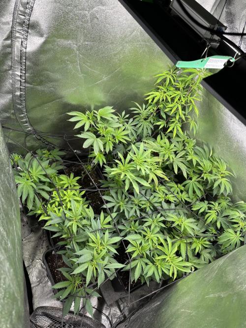 SeedTest für Reales 2026 +  UVM. Week 8