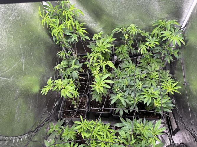 SeedTest für Reales 2026 +  UVM. Week 8