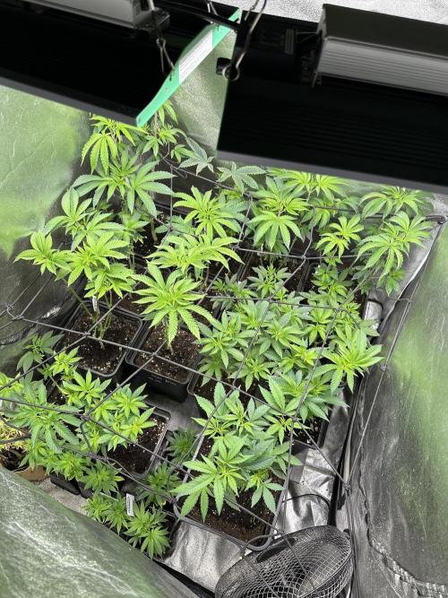 SeedTest für Reales 2026 +  UVM. Week 8