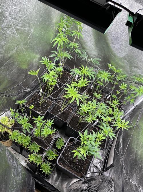 SeedTest für Reales 2026 +  UVM. Week 8