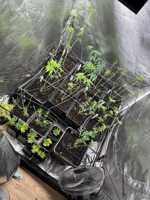 SeedTest für Reales 2026 +  UVM. Week 8