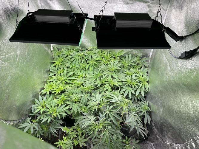 SeedTest für Reales 2026 +  UVM. Week 8