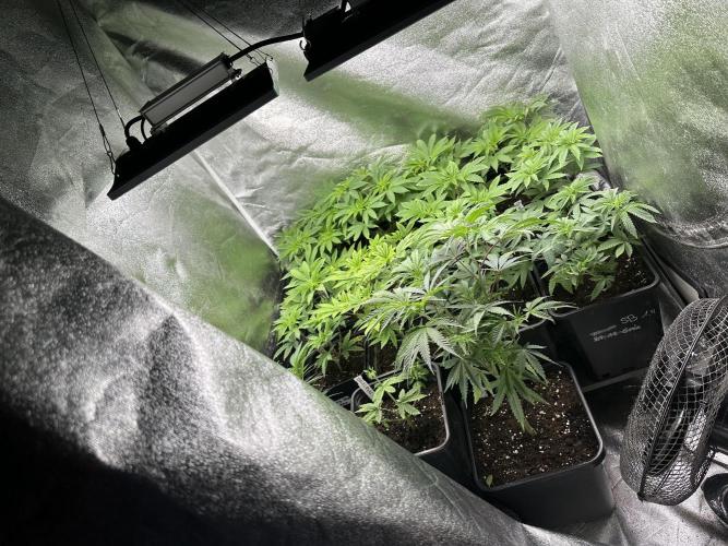 SeedTest für Reales 2026 +  UVM. Week 8