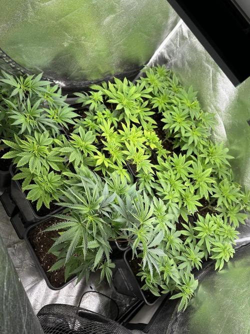 SeedTest für Reales 2026 +  UVM. Week 8