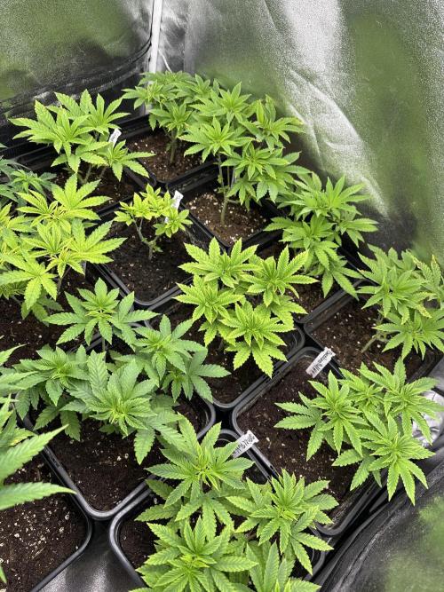 SeedTest für Reales 2026 +  UVM. Week 8