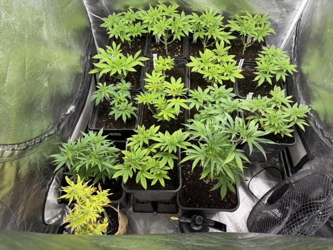 SeedTest für Reales 2026 +  UVM. Week 8