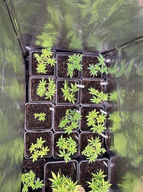 SeedTest für Reales 2026 +  UVM. Week 8