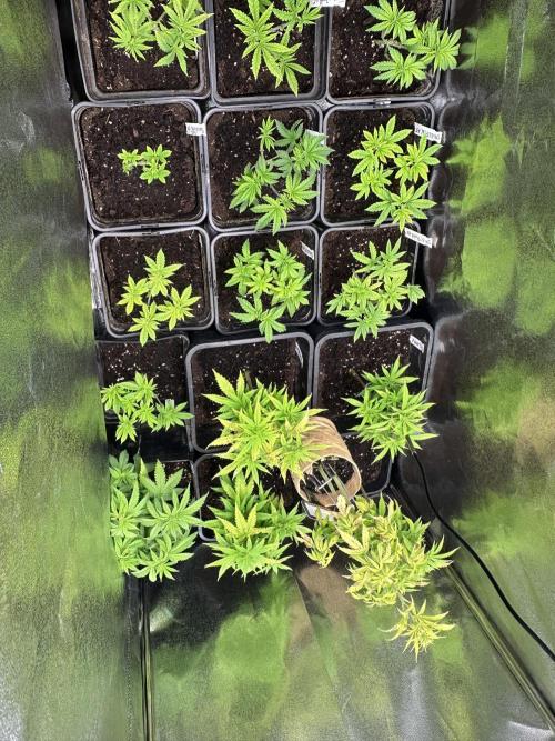 SeedTest für Reales 2026 +  UVM. Week 8