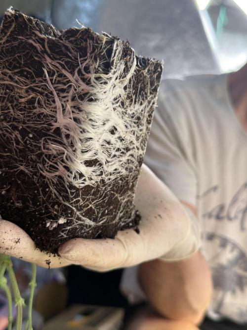 SeedTest für Reales 2026 +  UVM. Week 8