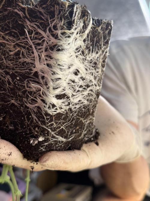 SeedTest für Reales 2026 +  UVM. Week 8