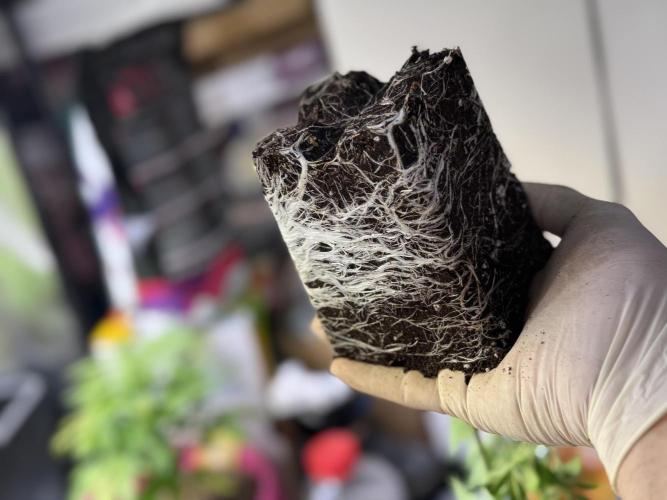 SeedTest für Reales 2026 +  UVM. Week 8