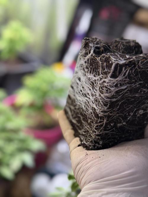 SeedTest für Reales 2026 +  UVM. Week 8