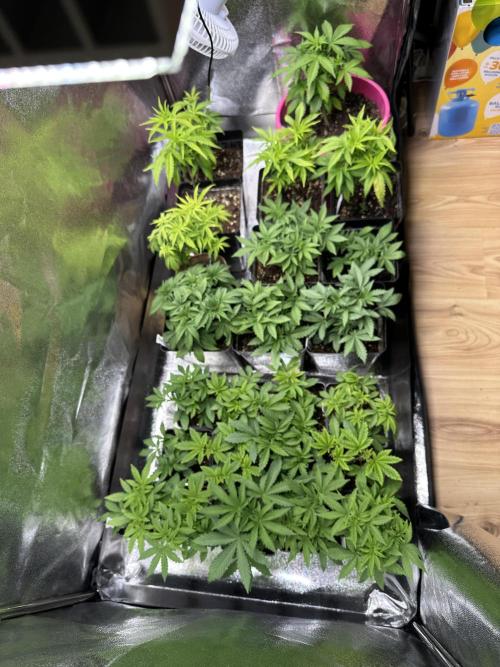 SeedTest für Reales 2026 +  UVM. Week 8