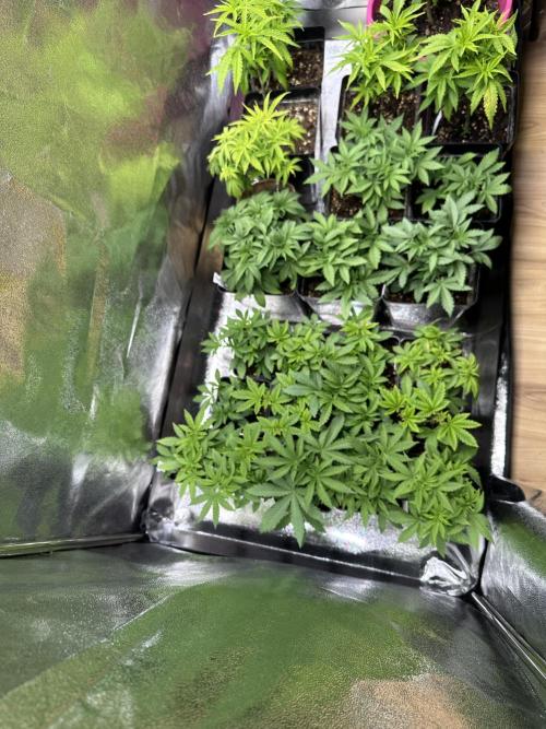 SeedTest für Reales 2026 +  UVM. Week 8