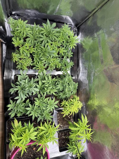 SeedTest für Reales 2026 +  UVM. Week 8