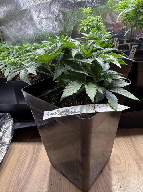 SeedTest für Reales 2026 +  UVM. Week 8