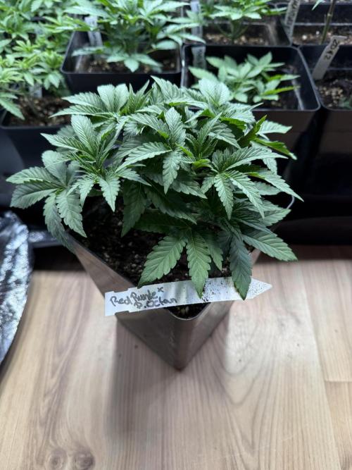 SeedTest für Reales 2026 +  UVM. Week 8