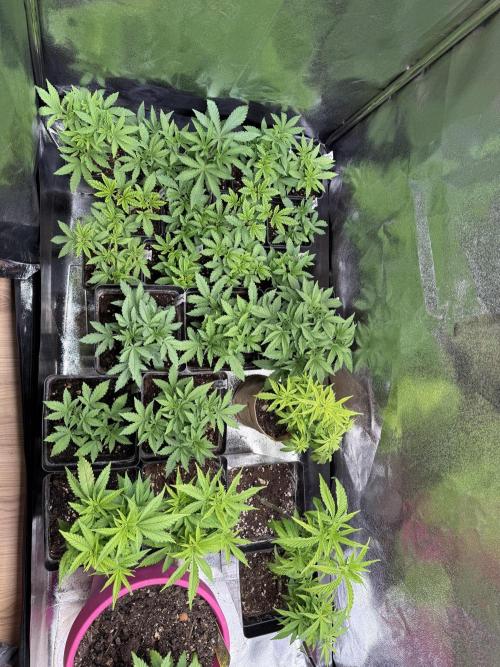 SeedTest für Reales 2026 +  UVM. Week 8