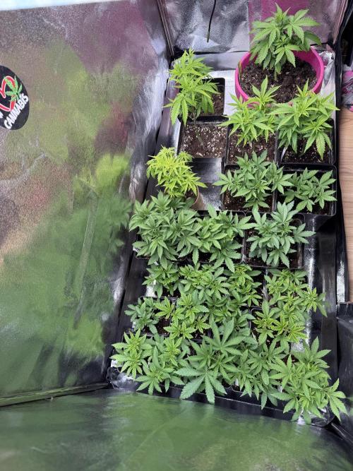 SeedTest für Reales 2026 +  UVM. Week 8