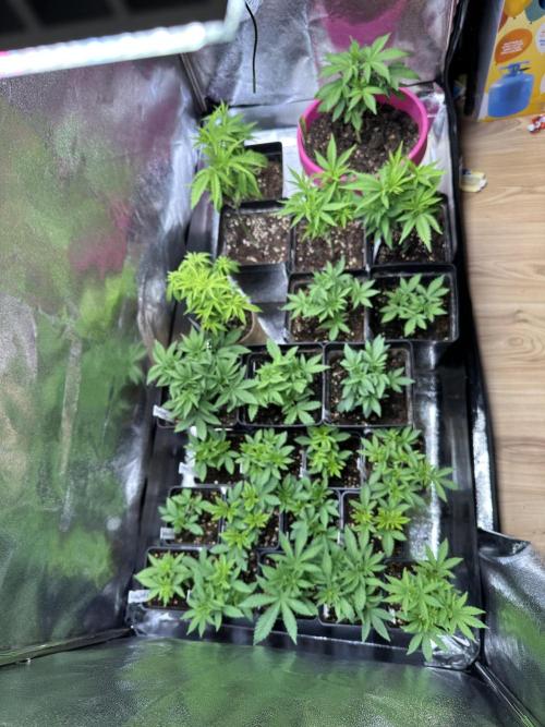 SeedTest für Reales 2026 +  UVM. Week 8