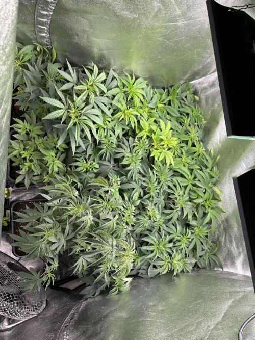 SeedTest für Reales 2026 +  UVM. Week 9