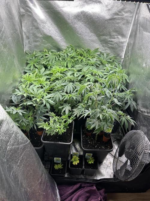 SeedTest für Reales 2026 +  UVM. Week 9