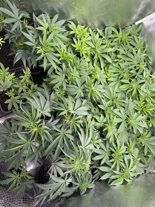 SeedTest für Reales 2026 +  UVM. Week 9